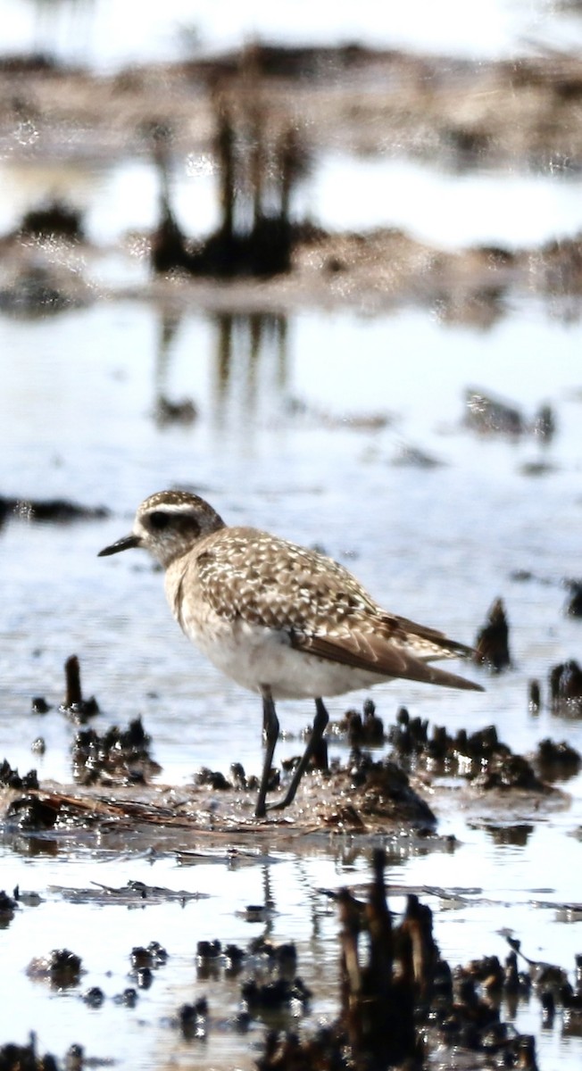 American Golden-Plover - ML616516552