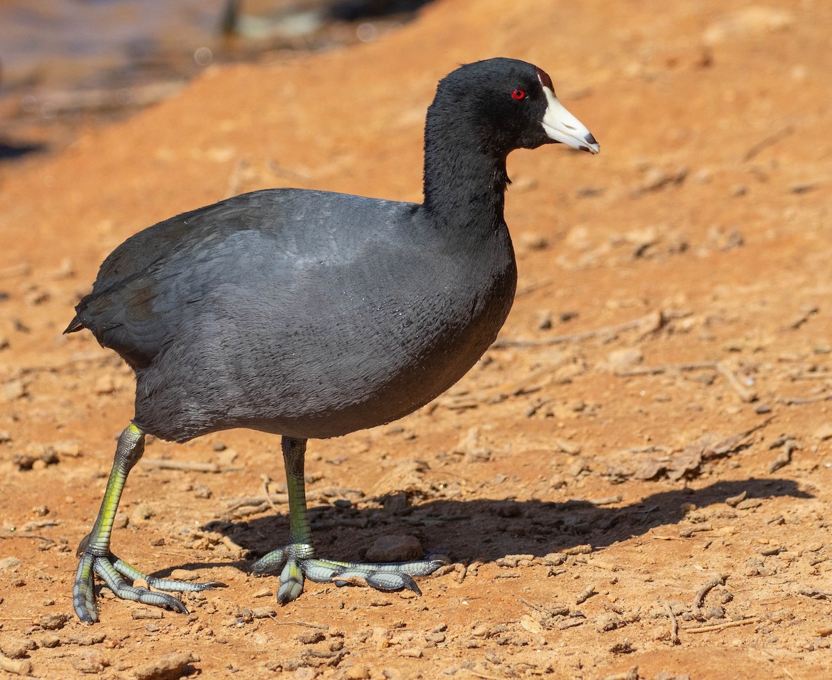 American Coot - ML616516567