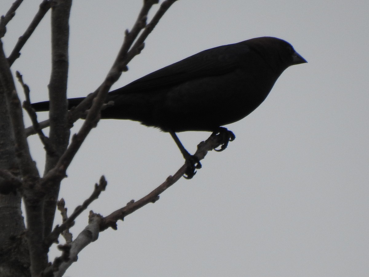 Brown-headed Cowbird - ML616516618