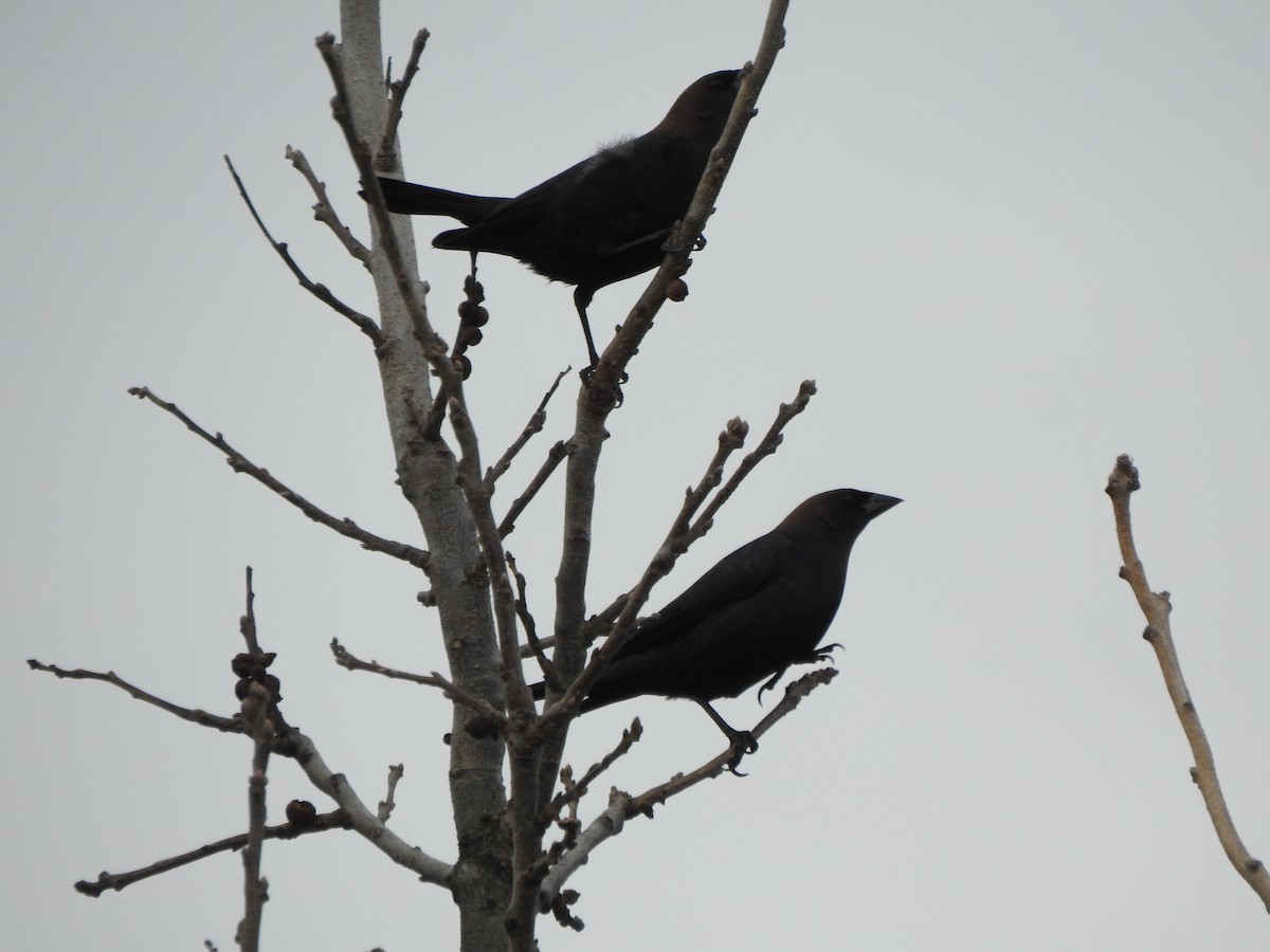 Brown-headed Cowbird - ML616516619