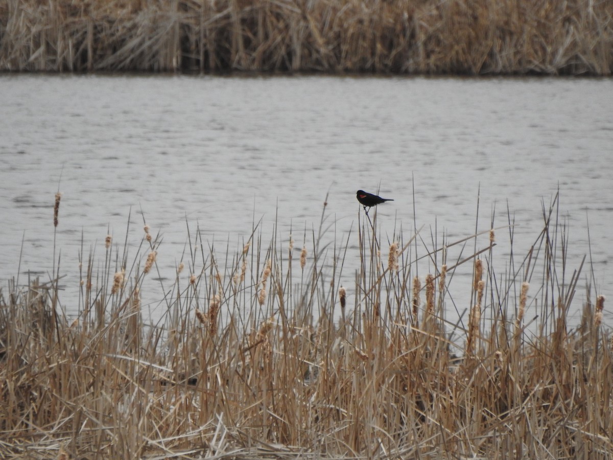 Red-winged Blackbird - ML616516625