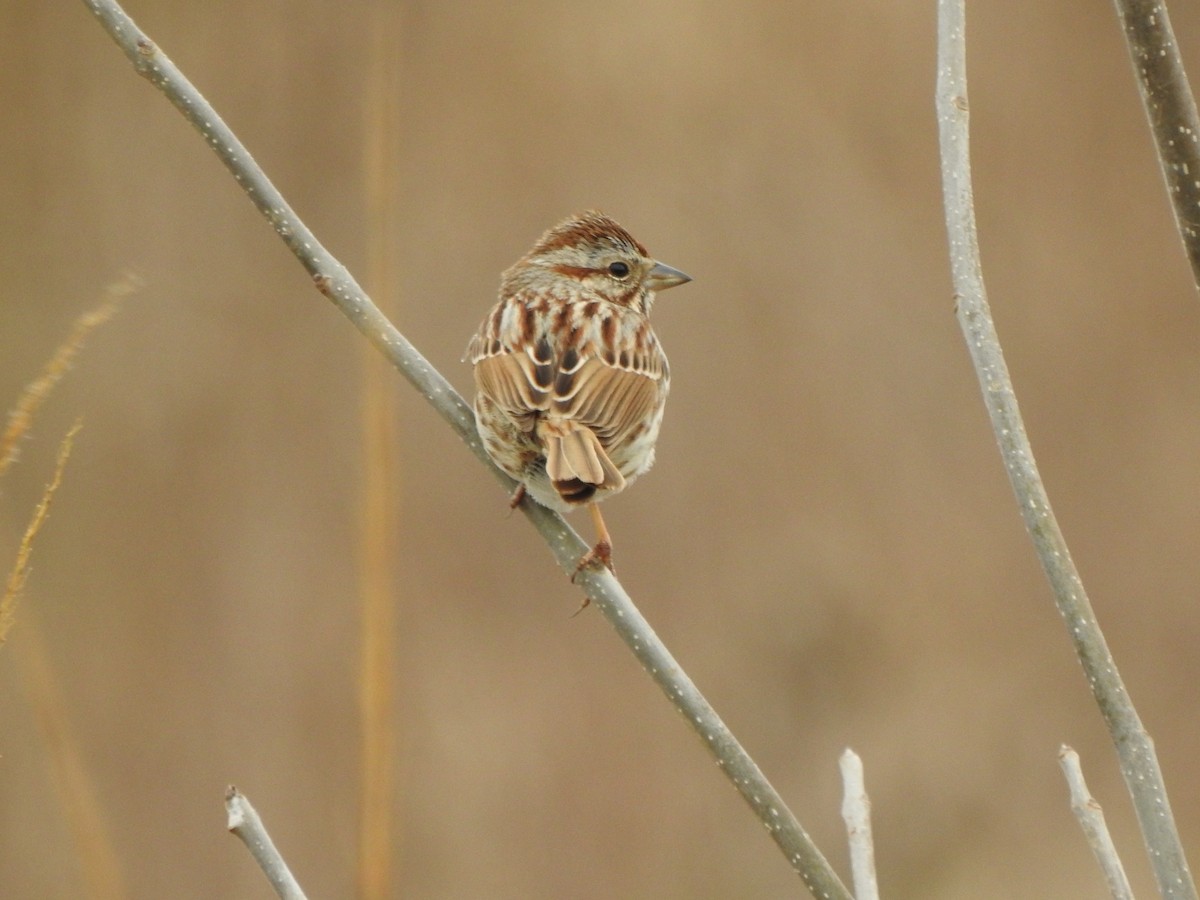 Song Sparrow - ML616516628