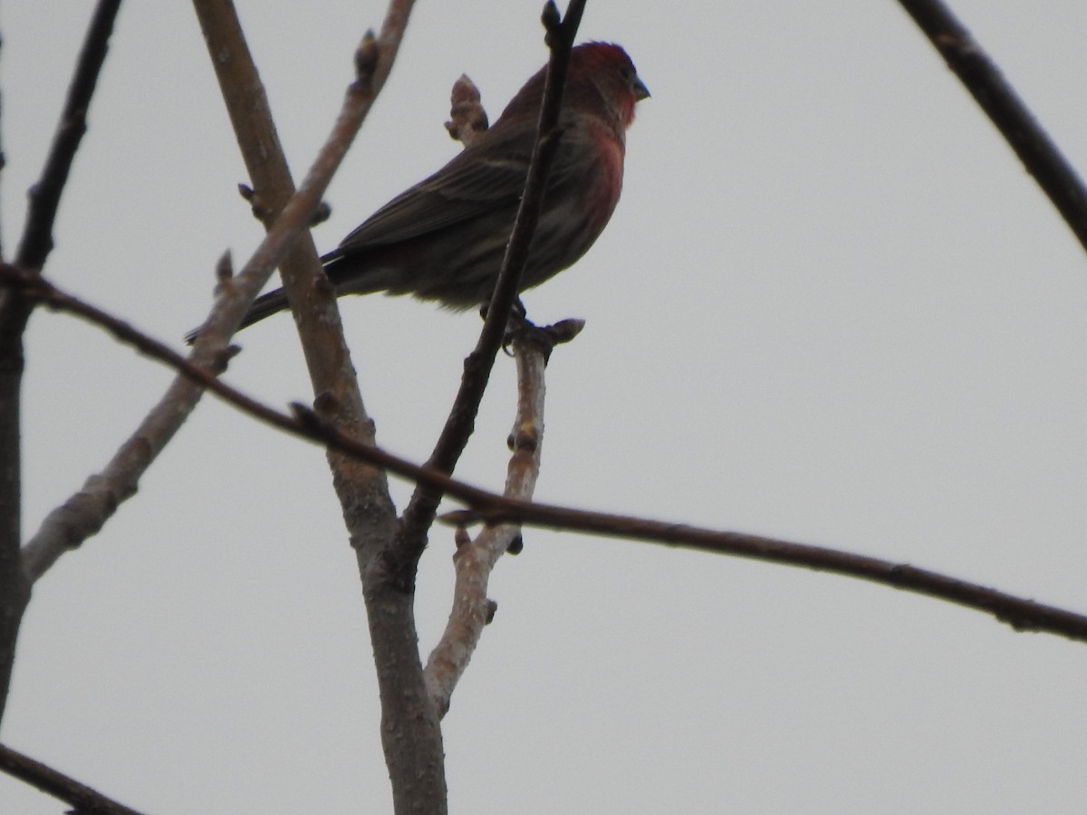 House Finch - ML616516644