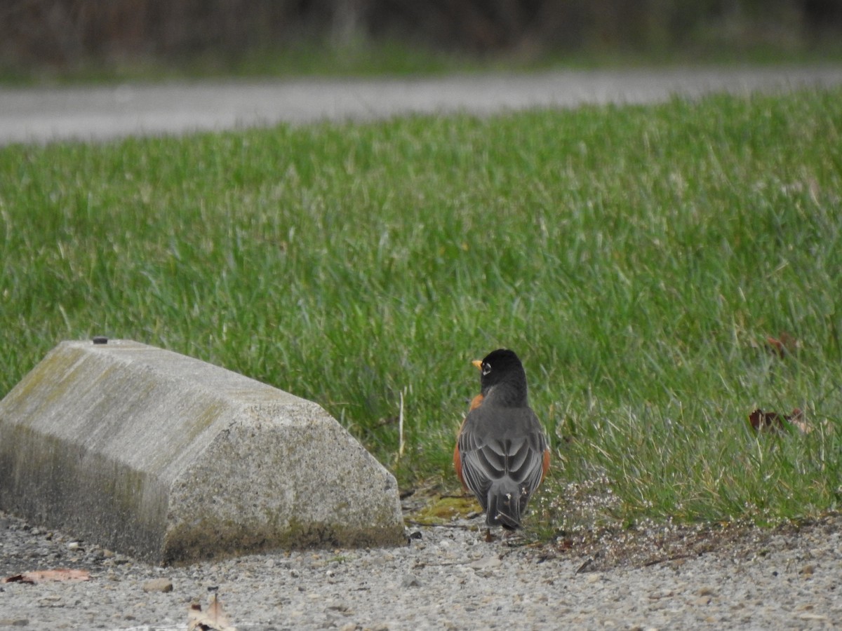 American Robin - ML616516647