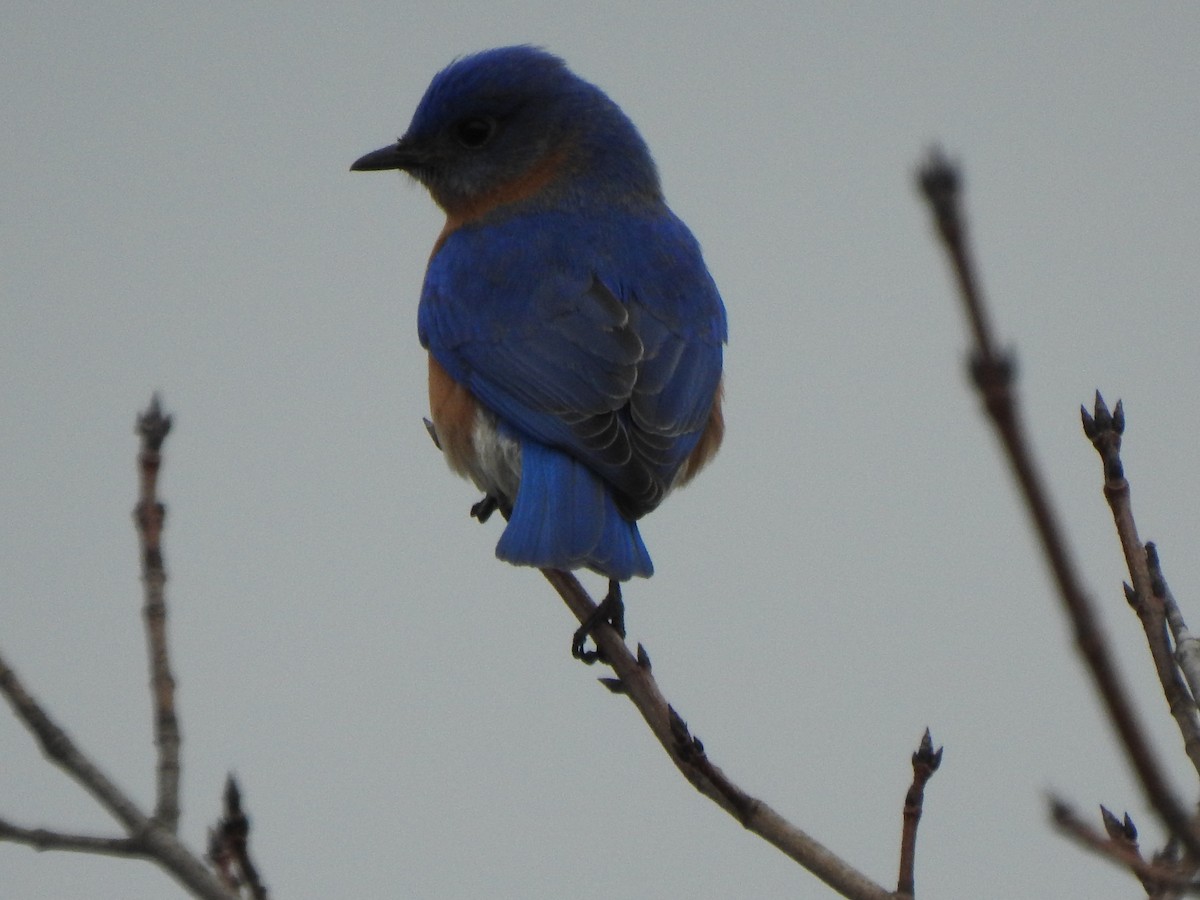 Eastern Bluebird - Ron Marek