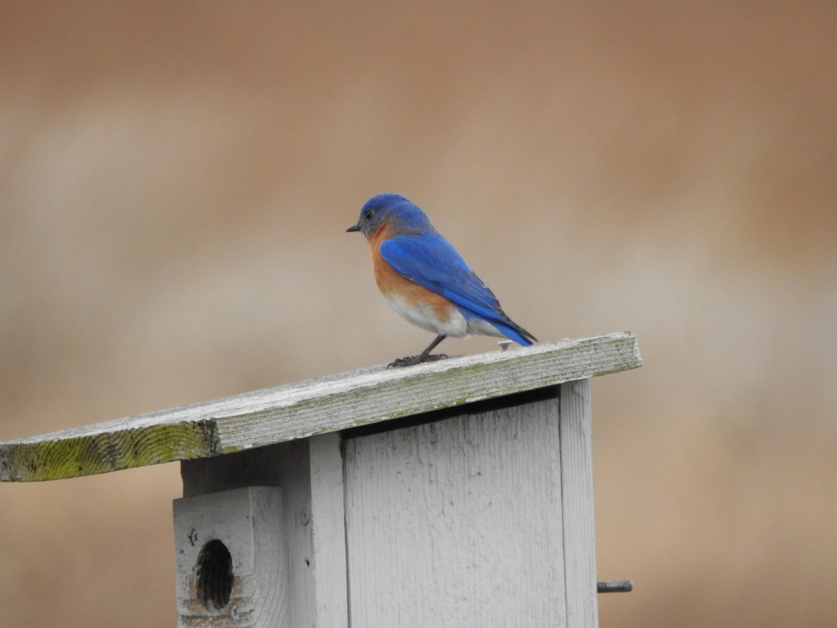 Eastern Bluebird - ML616516656