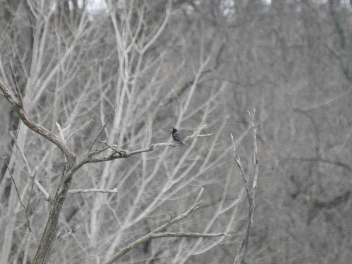 European Starling - ML616516669