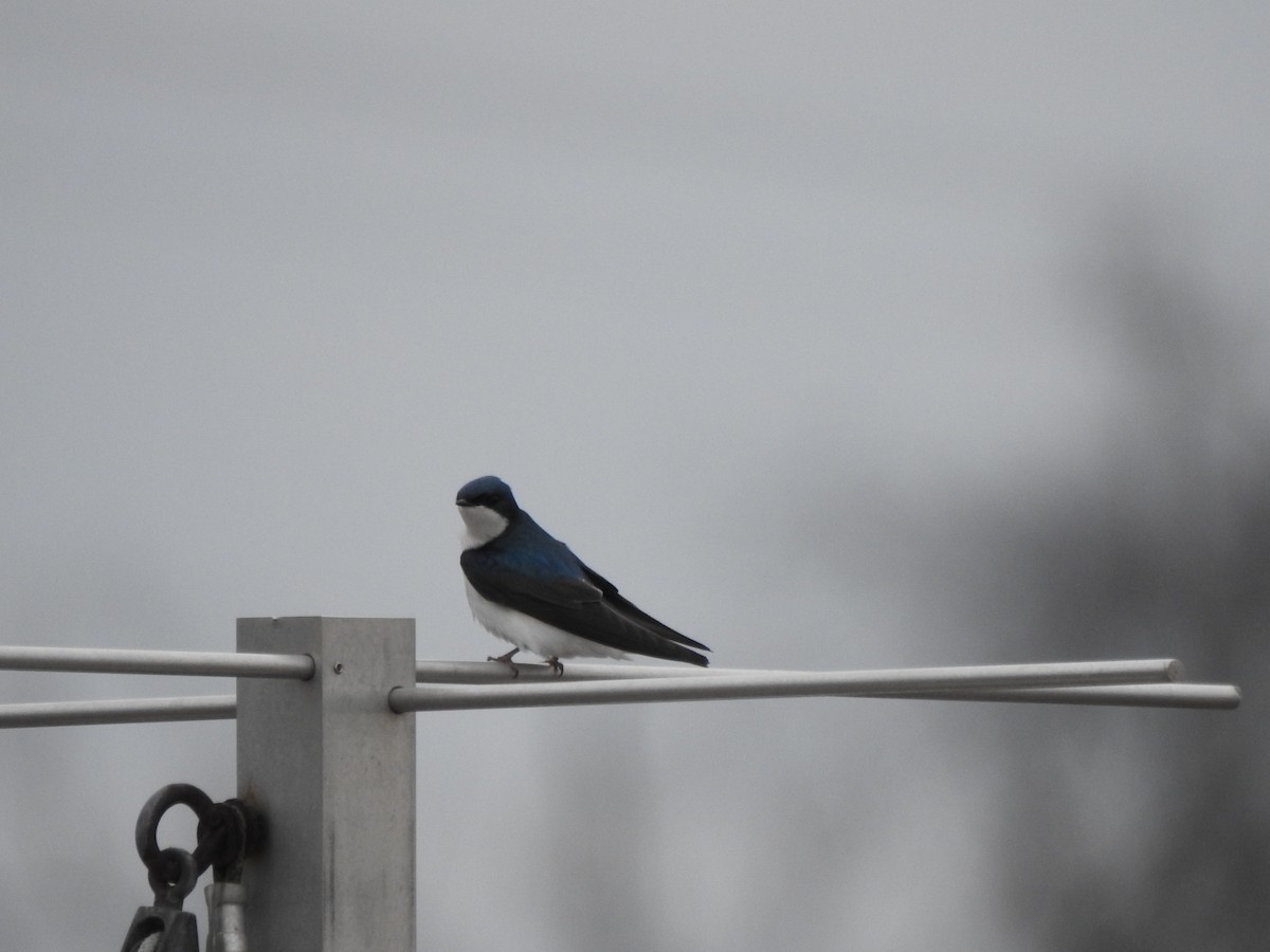 Golondrina Bicolor - ML616516689