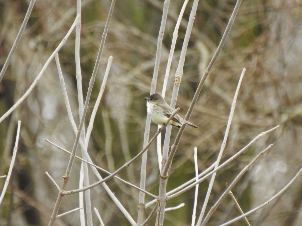 Eastern Phoebe - ML616516696