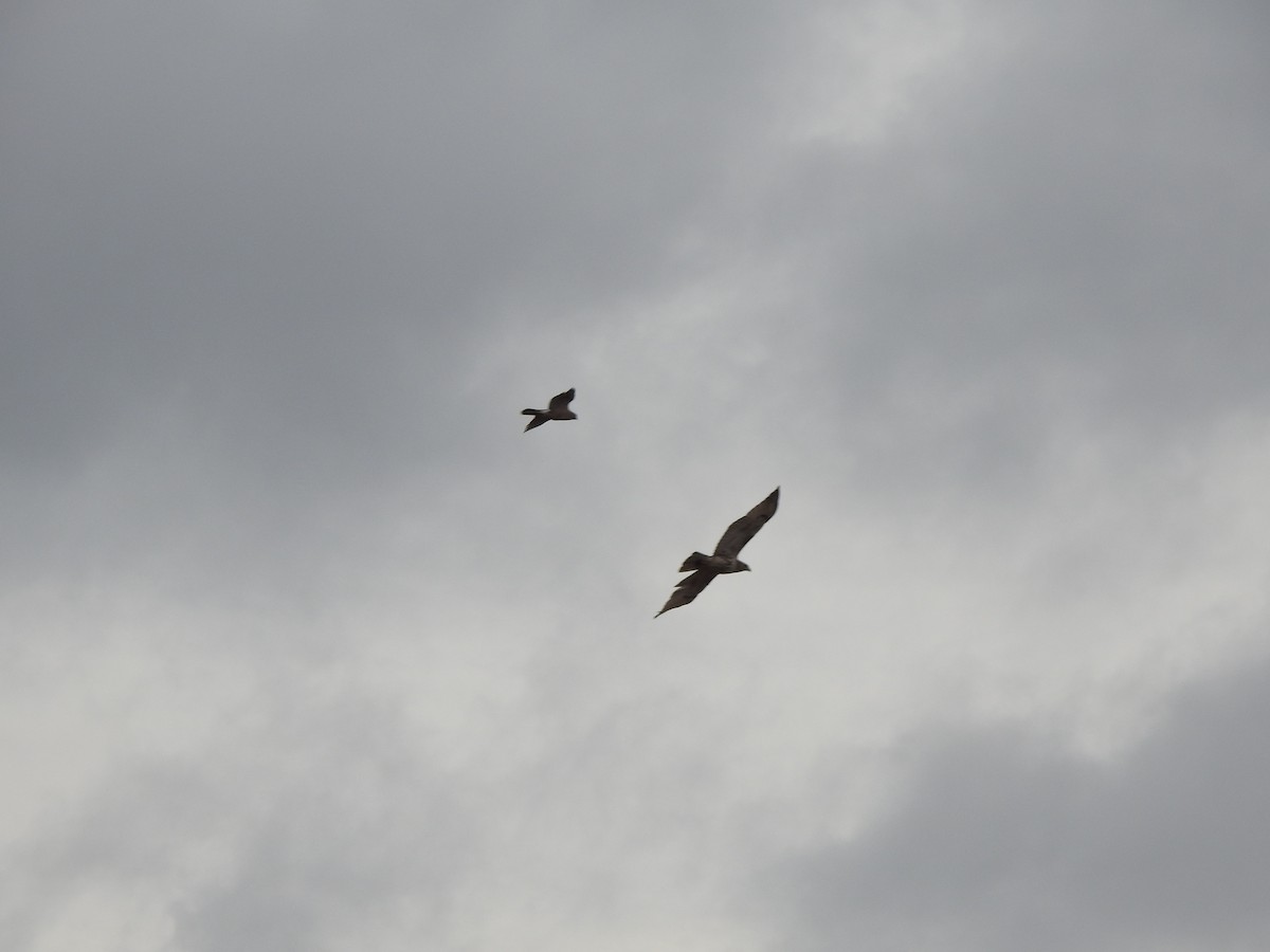 Red-tailed Hawk - ML616516705