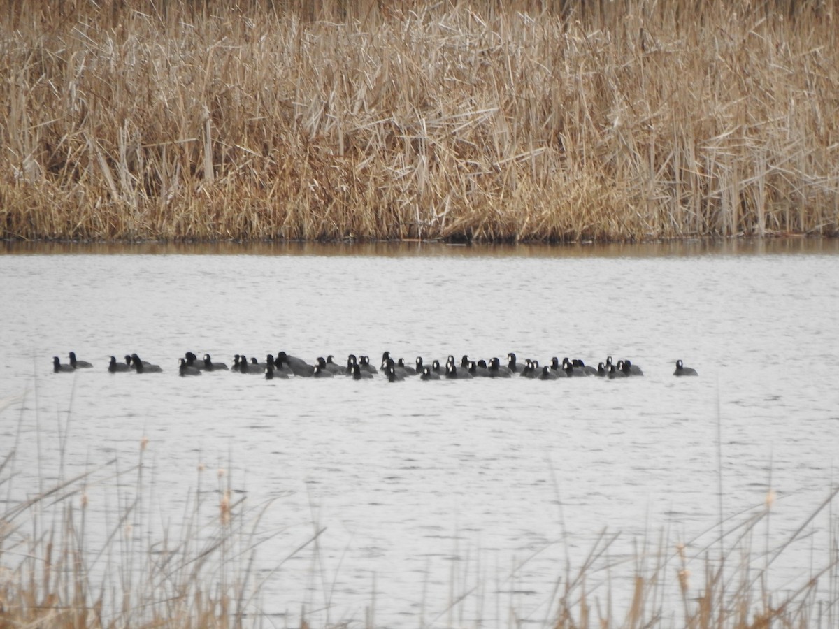 American Coot - ML616516726