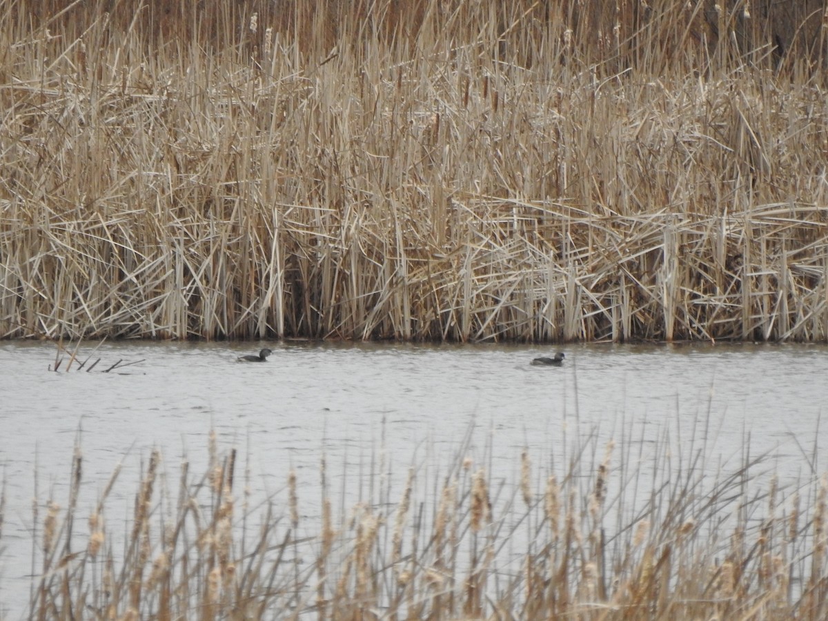 Pied-billed Grebe - ML616516729