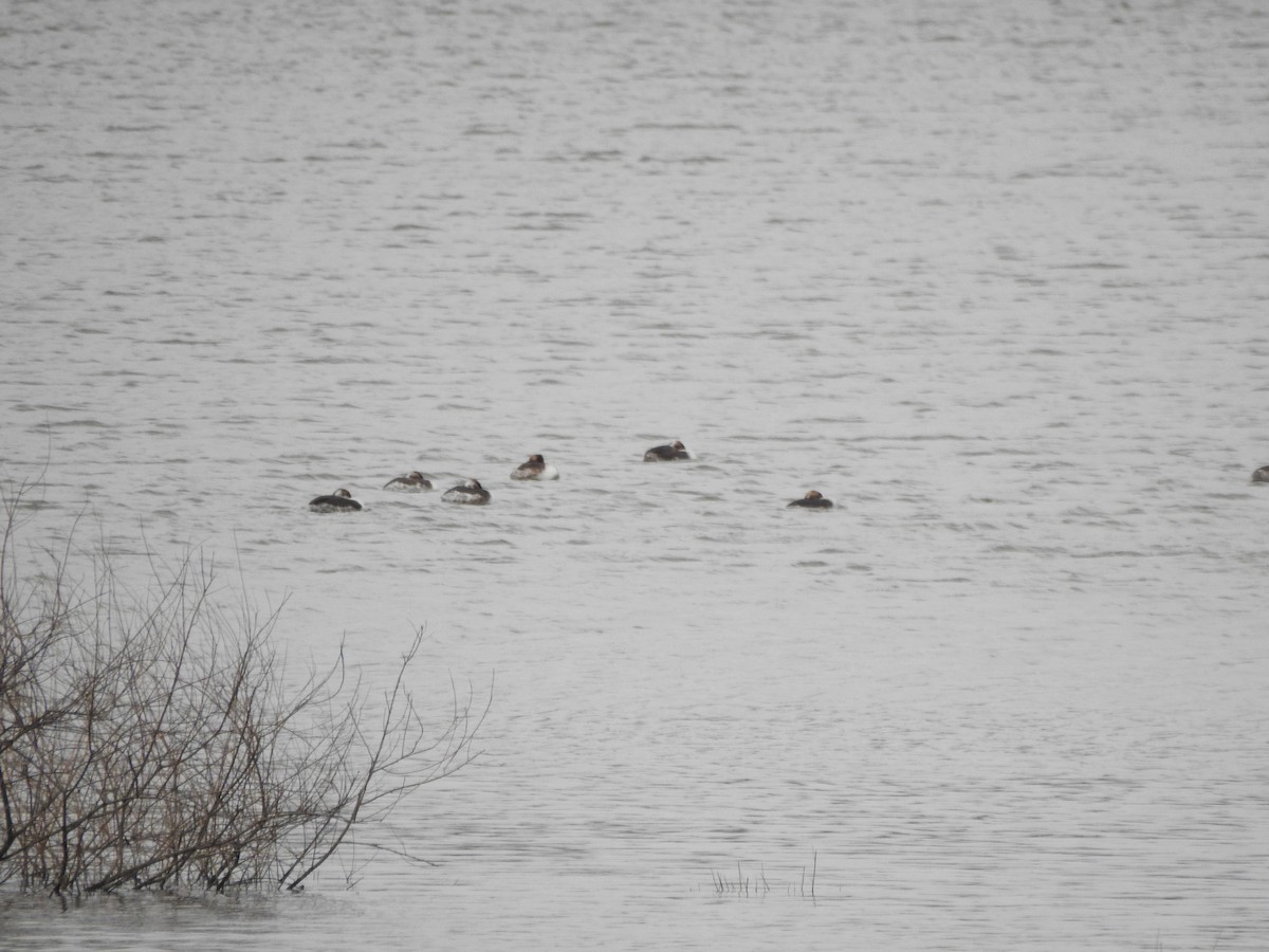 Ruddy Duck - ML616516740