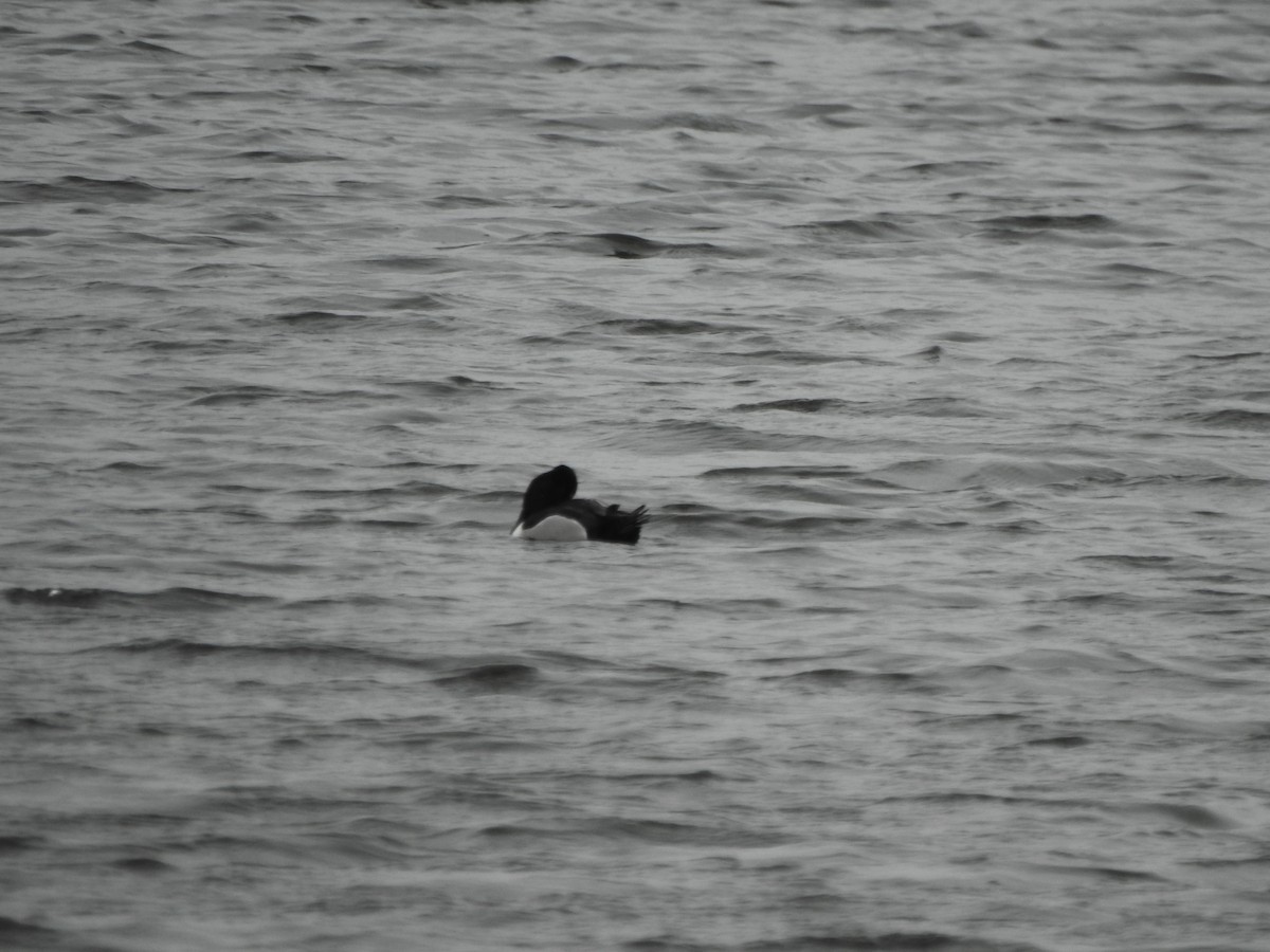 Ring-necked Duck - Ron Marek