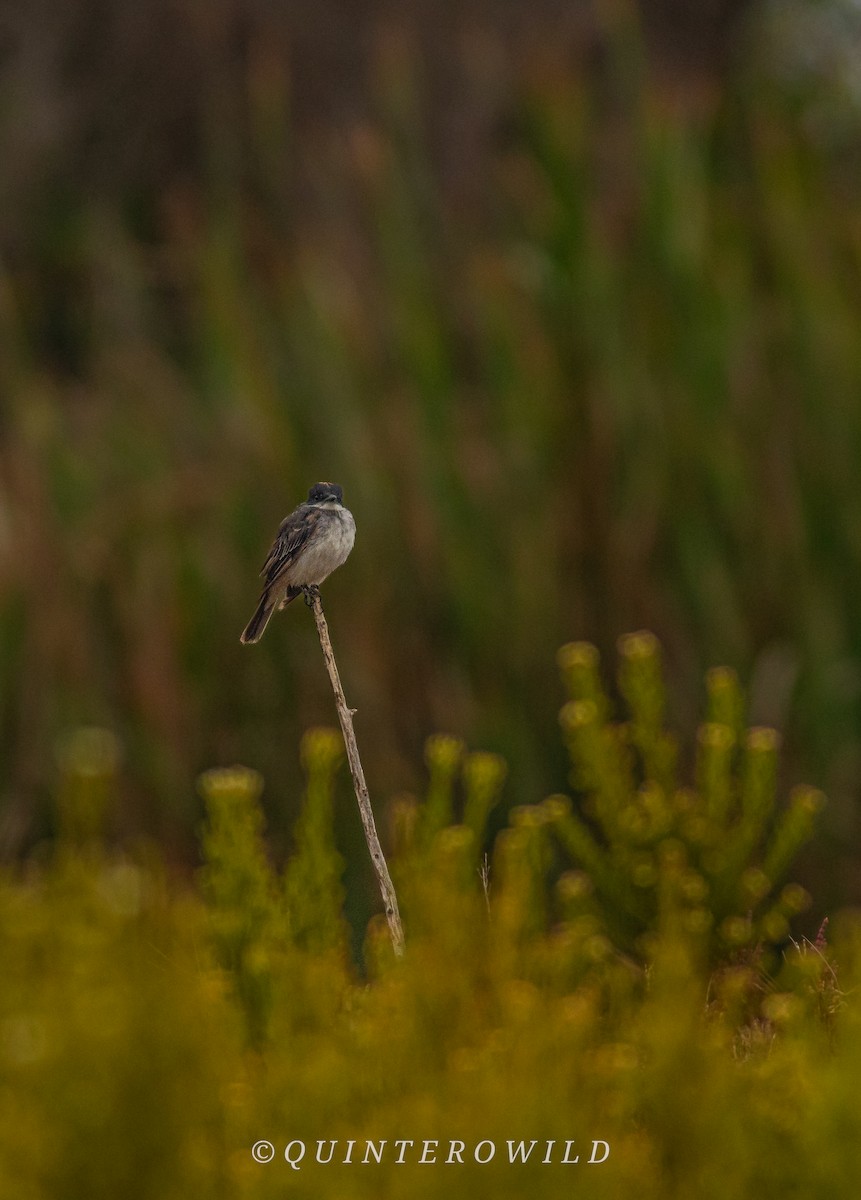 Eastern Kingbird - Nicolas Araya Stuardo