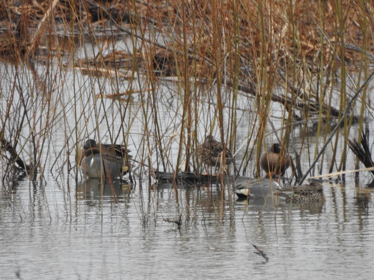 Green-winged Teal - Ron Marek