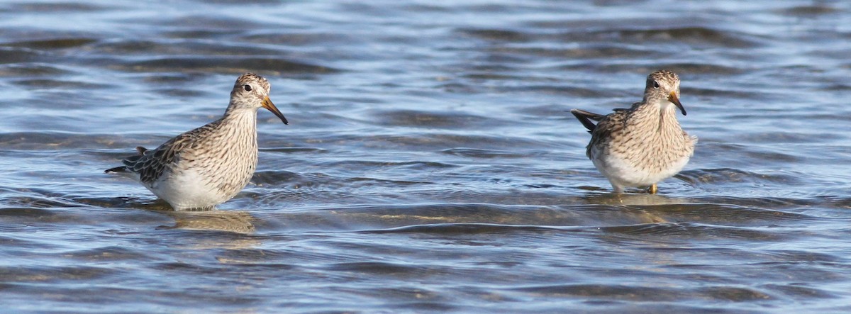 Graubrust-Strandläufer - ML616516774