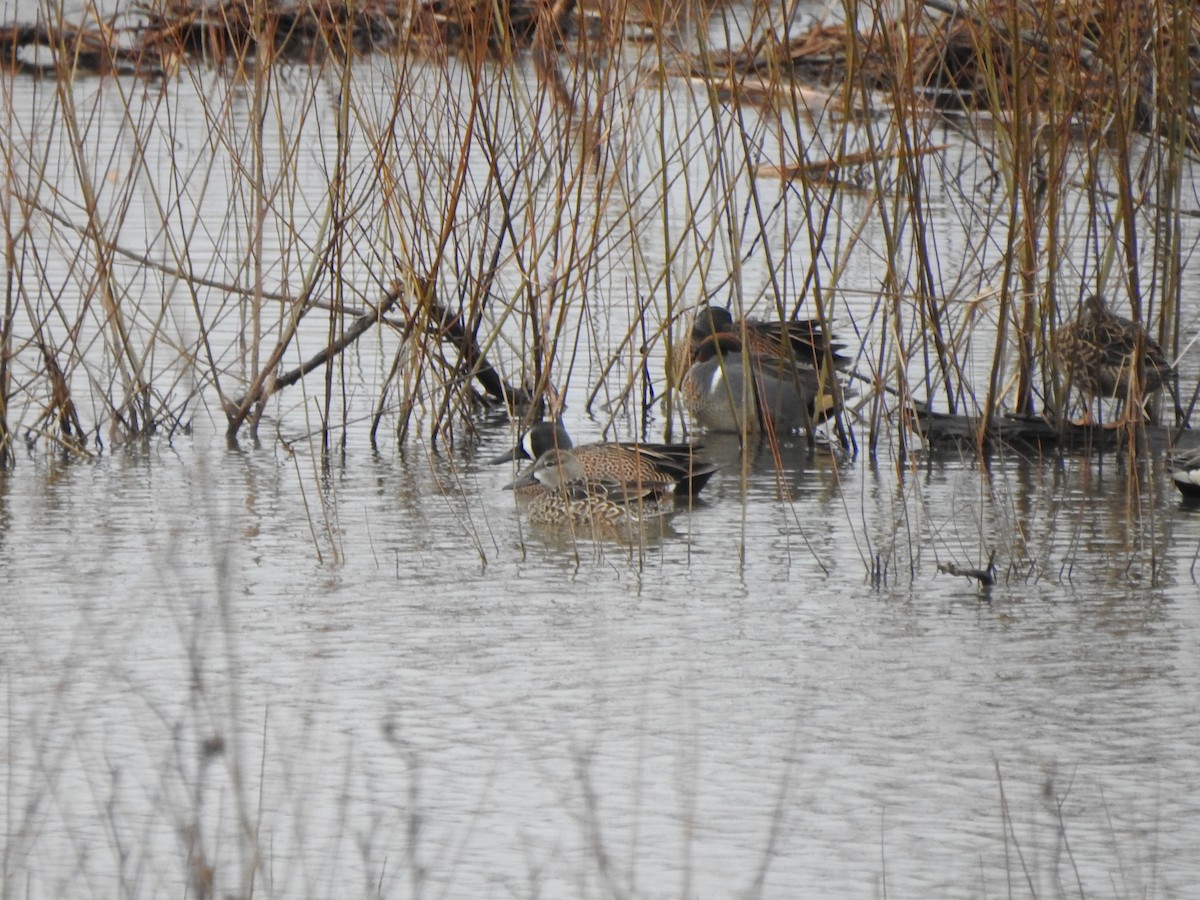 Blue-winged Teal - ML616516778