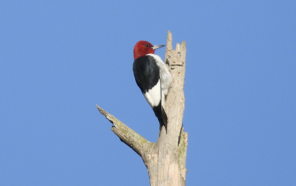 Red-headed Woodpecker - ML616516779