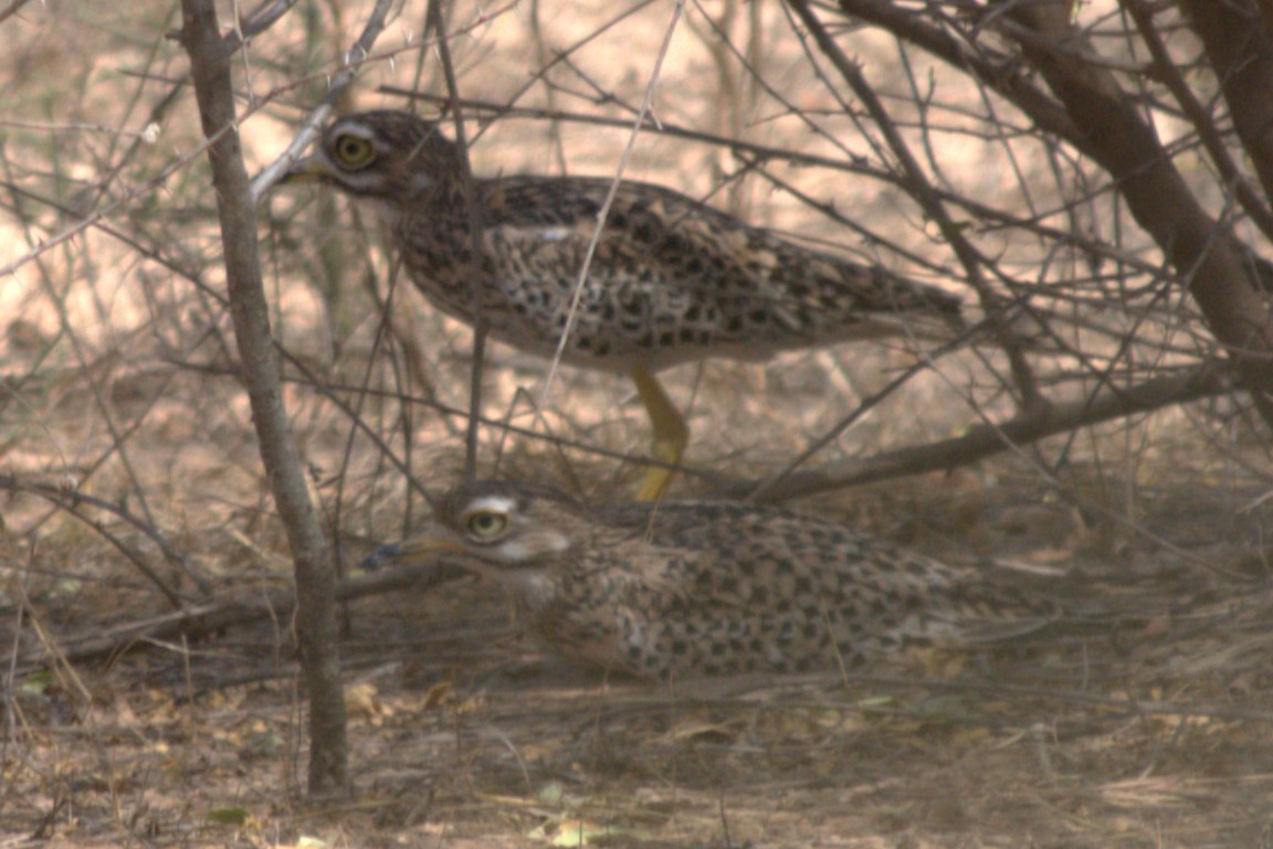 Spotted Thick-knee - ML616516780