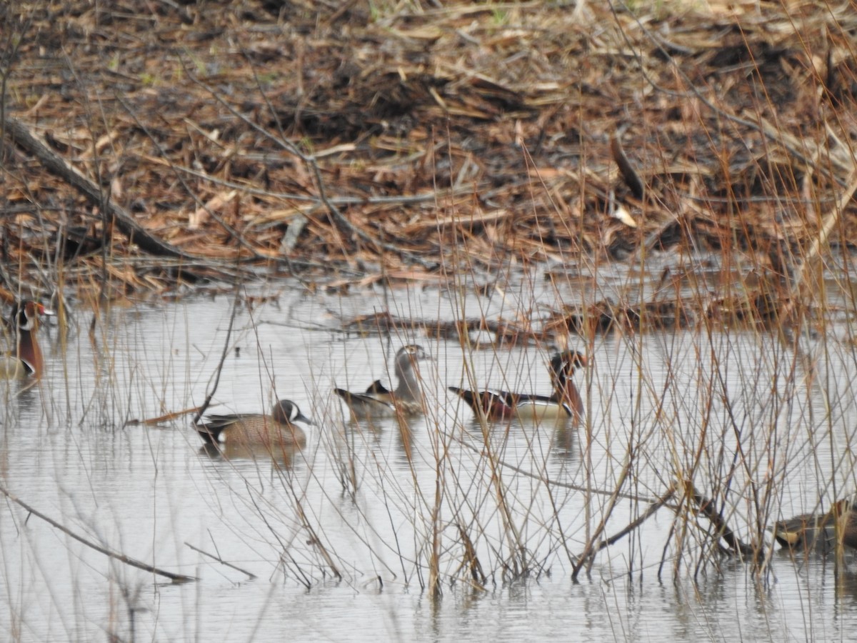 Wood Duck - ML616516783