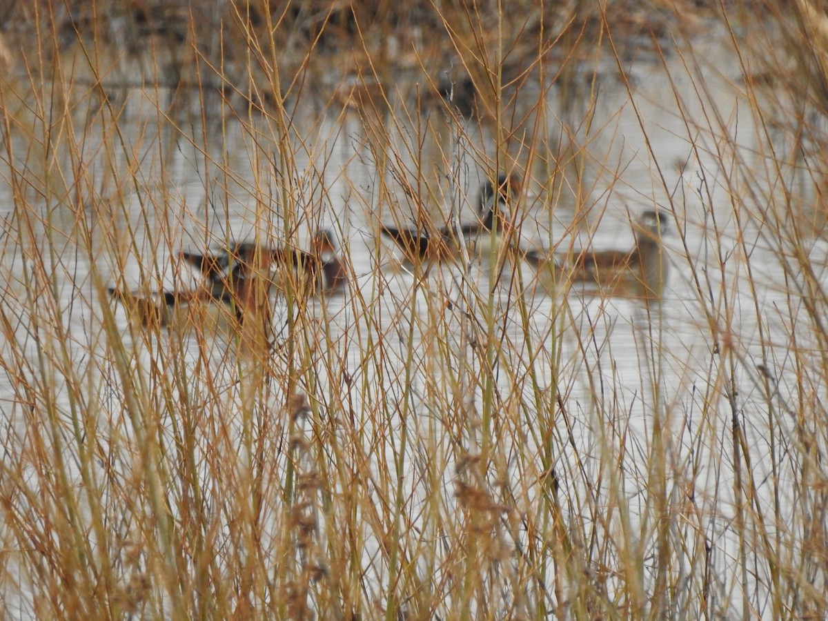 Wood Duck - ML616516784