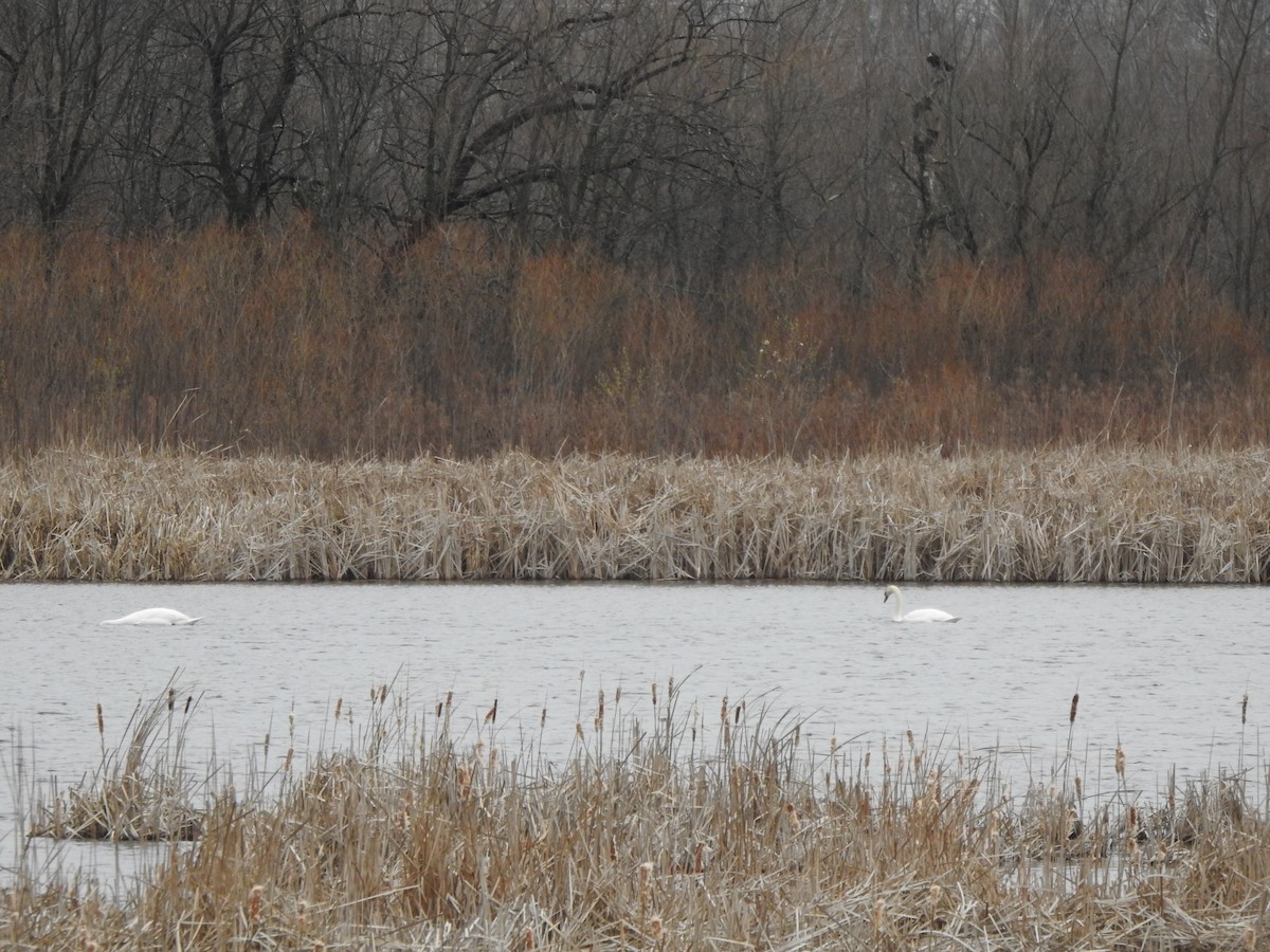 Mute Swan - ML616516797