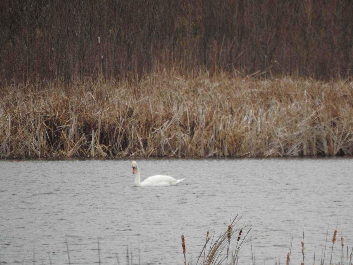 Mute Swan - ML616516798