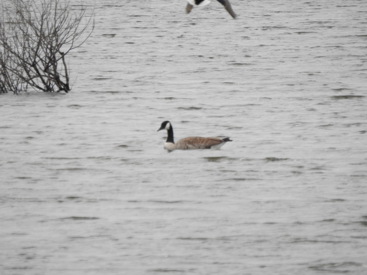 Canada Goose - Ron Marek