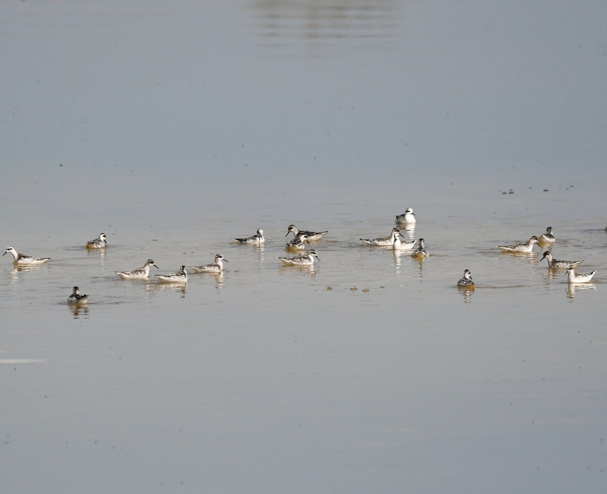 Red-necked Phalarope - ML616516817