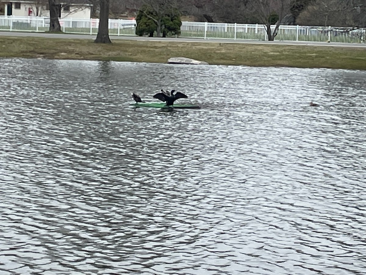 Double-crested Cormorant - ML616516818