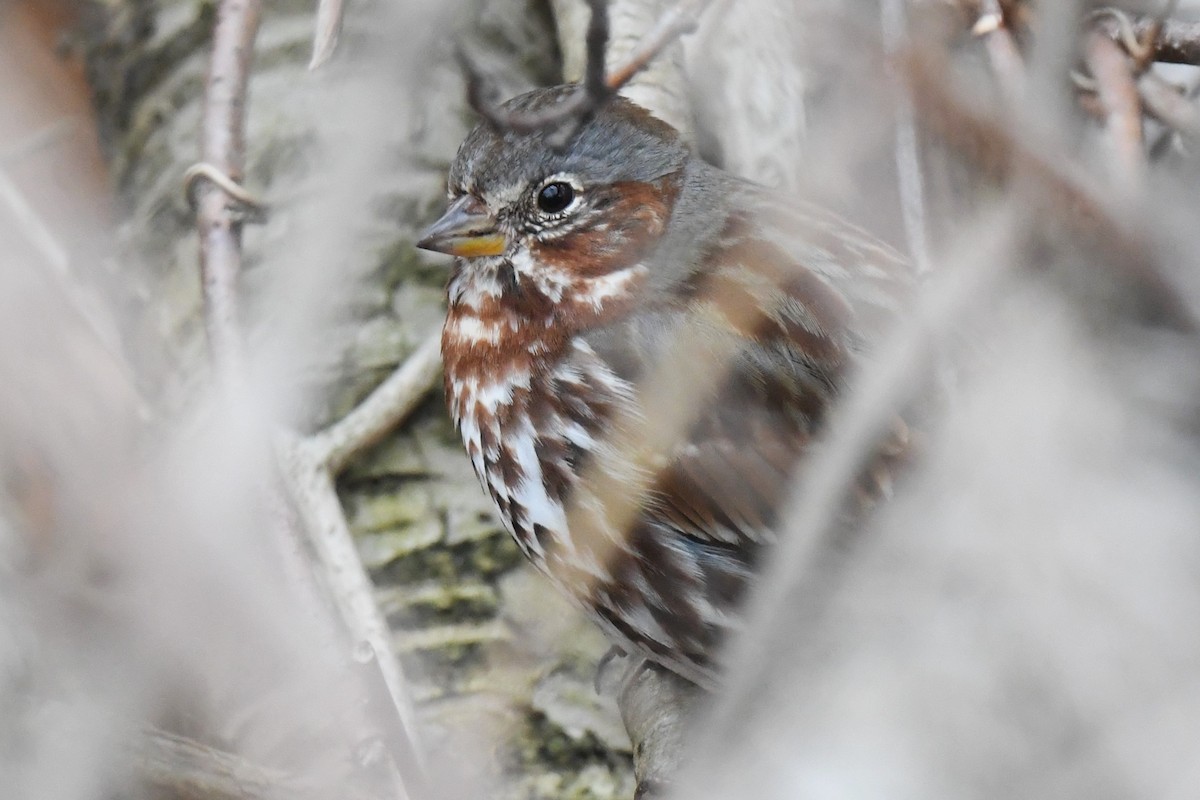 Fox Sparrow - Donald Taylor