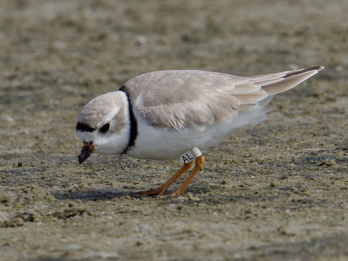 Piping Plover - ML616516872