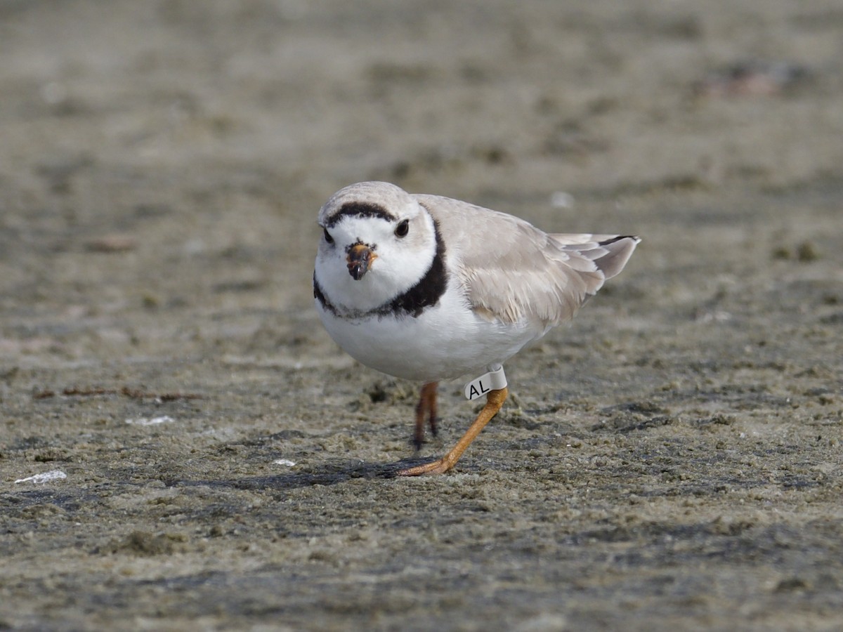 Piping Plover - ML616516873
