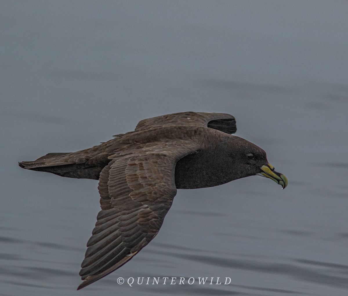 White-chinned Petrel - Nicolas Araya Stuardo