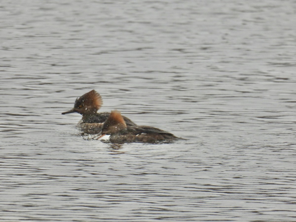 Hooded Merganser - Donna Reis