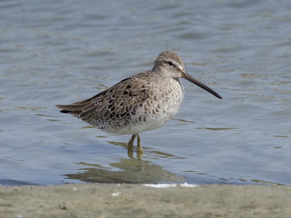 Short-billed Dowitcher - ML616516902