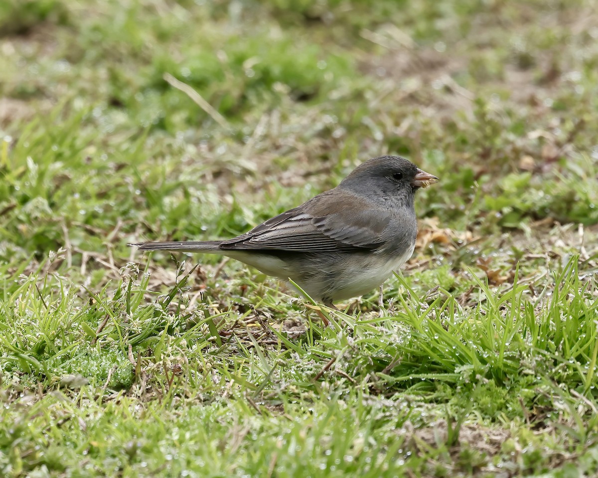 Dark-eyed Junco (Slate-colored) - ML616516969