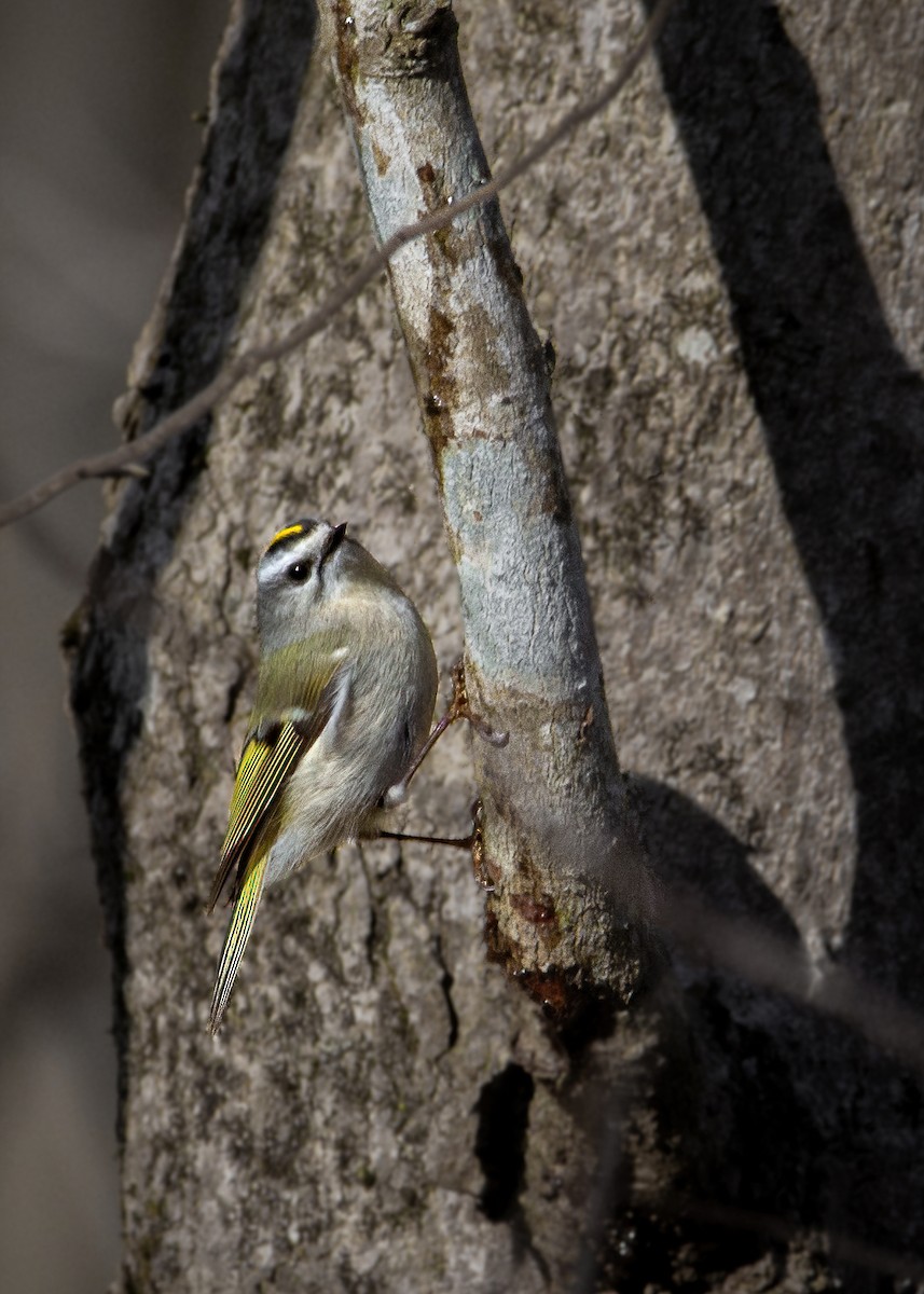 Golden-crowned Kinglet - Sarah Throckmorton