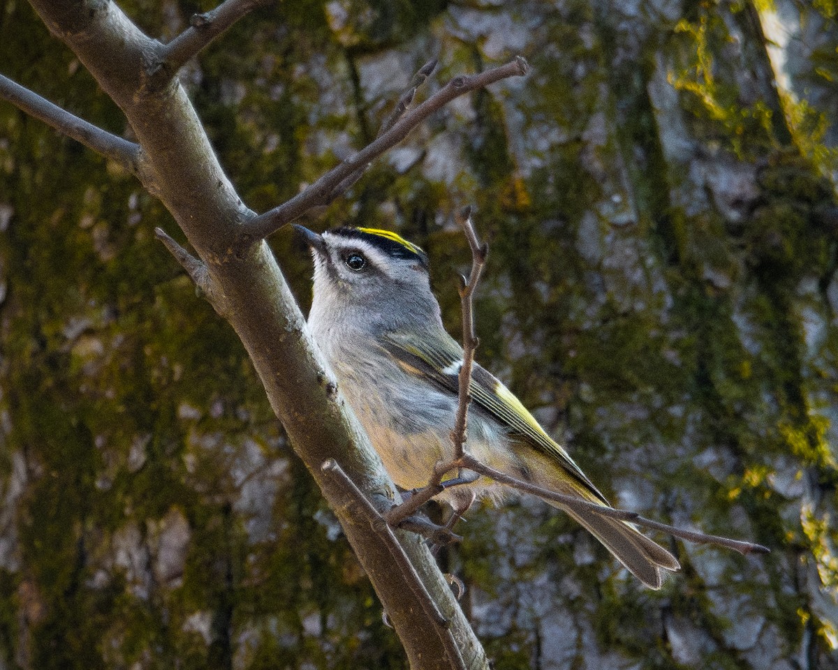 Golden-crowned Kinglet - Sarah Throckmorton