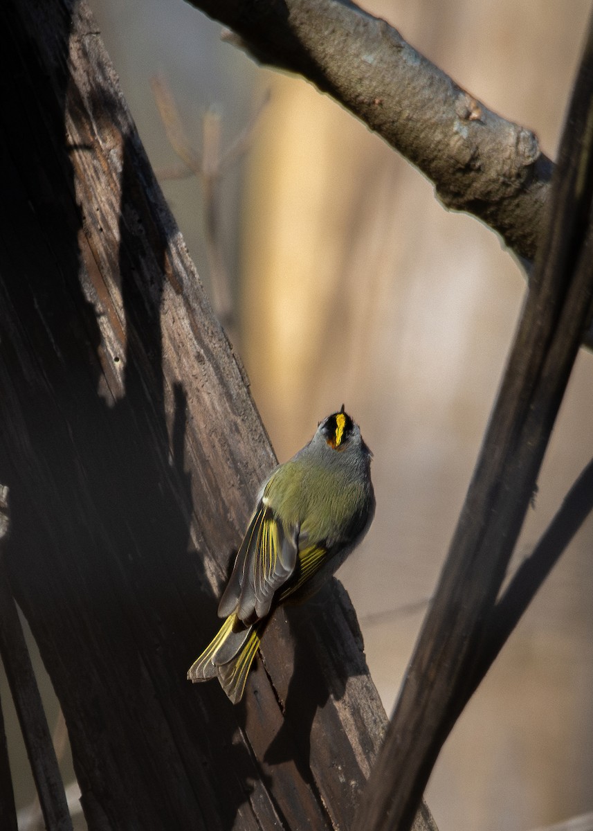 Golden-crowned Kinglet - Sarah Throckmorton