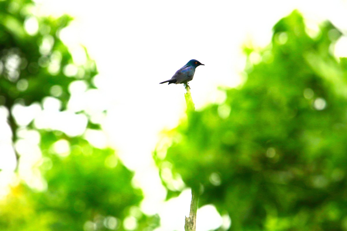 Black-bellied Starling - ML616517059