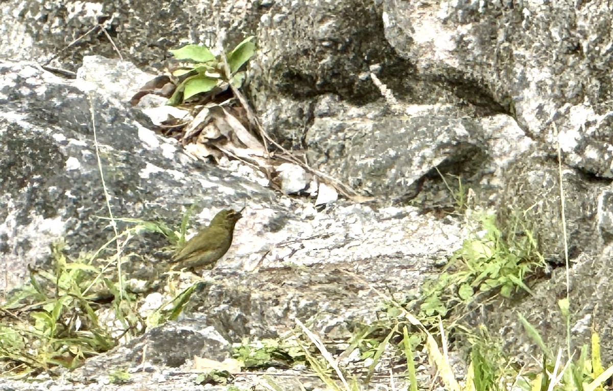 Yellow-faced Grassquit - ML616517073