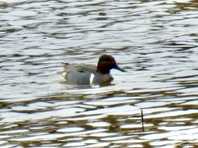 Green-winged Teal - ML616517086