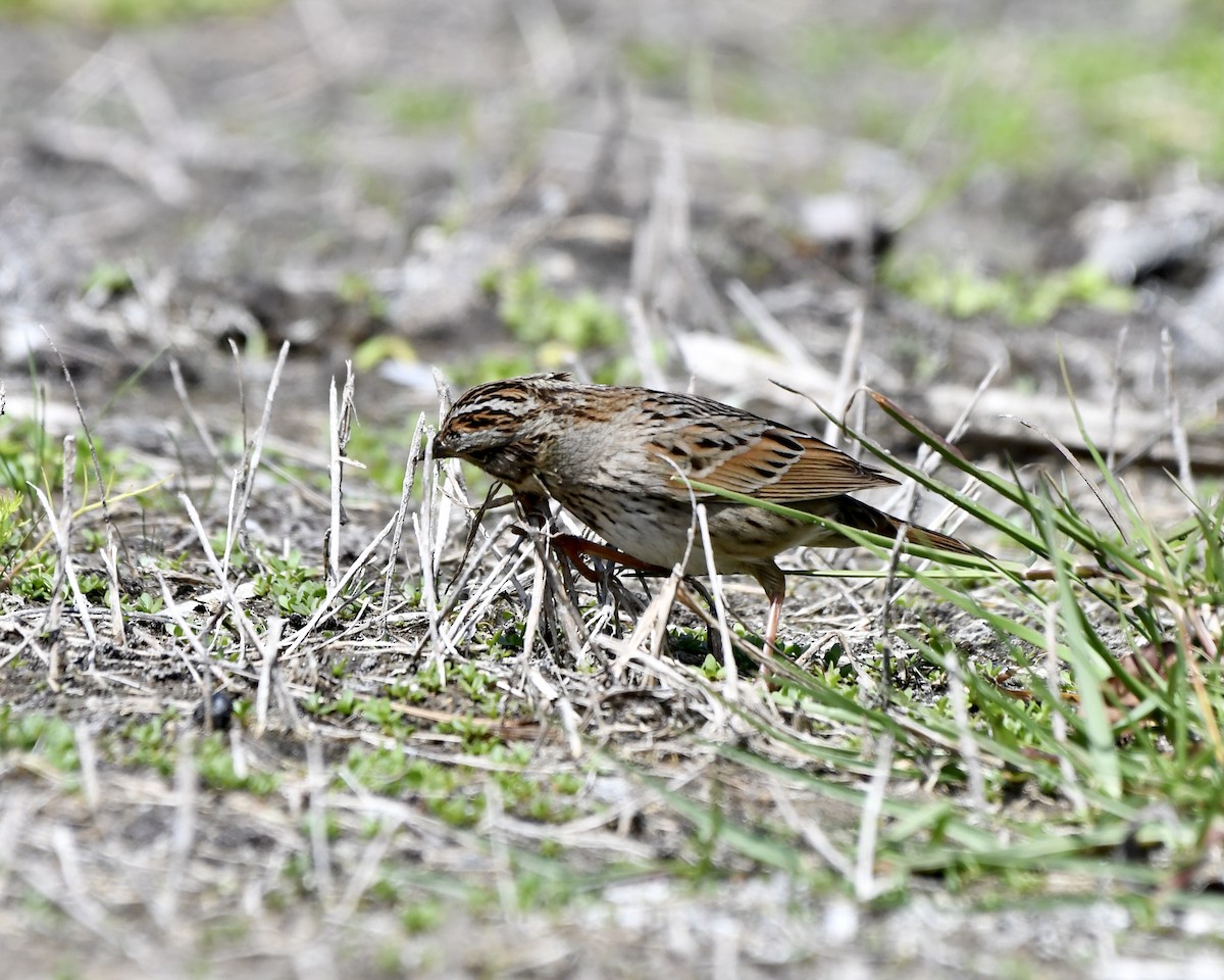 Lincoln's Sparrow - ML616517125