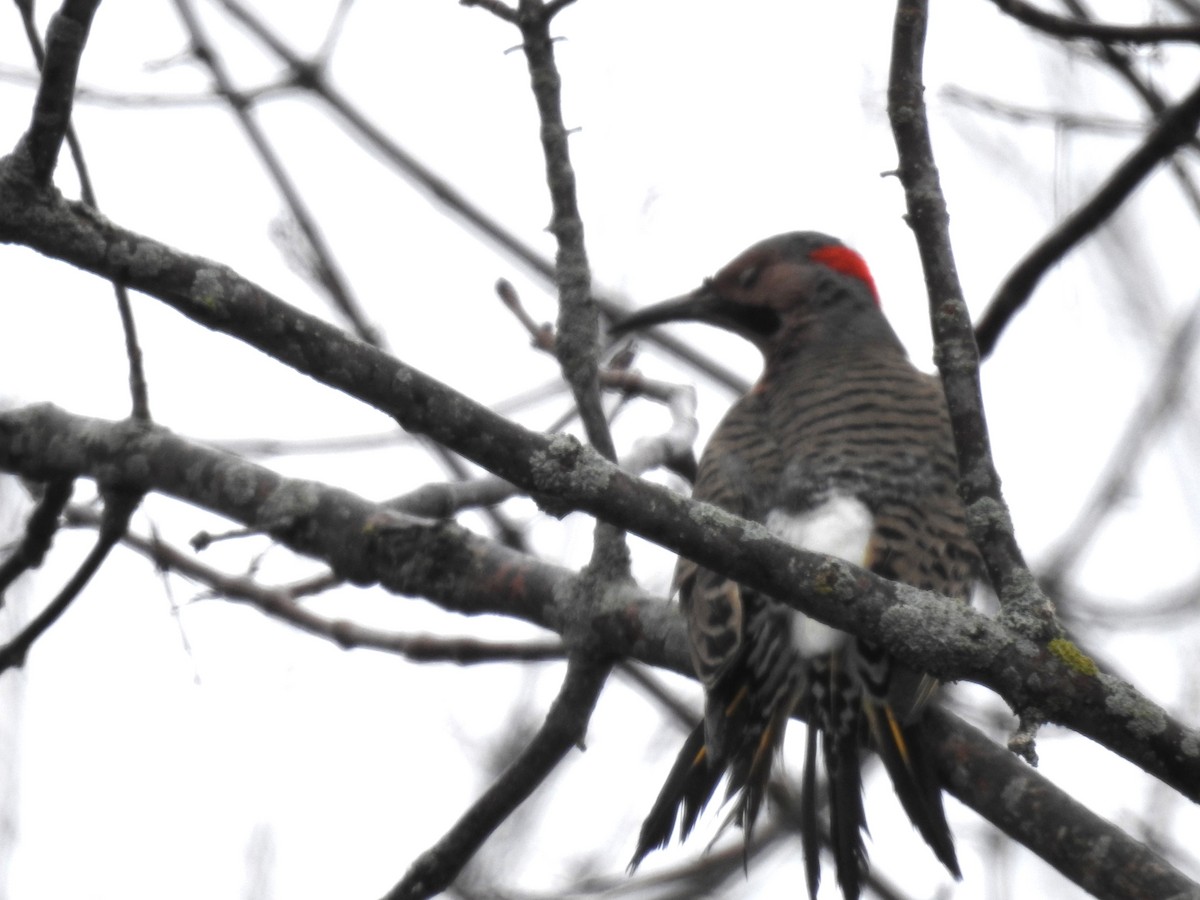 Northern Flicker - ML616517128