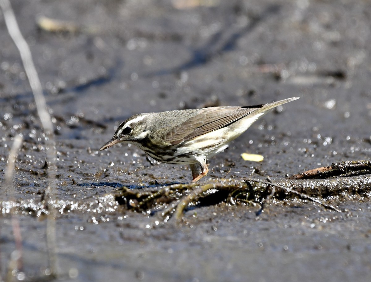 Louisiana Waterthrush - ML616517146