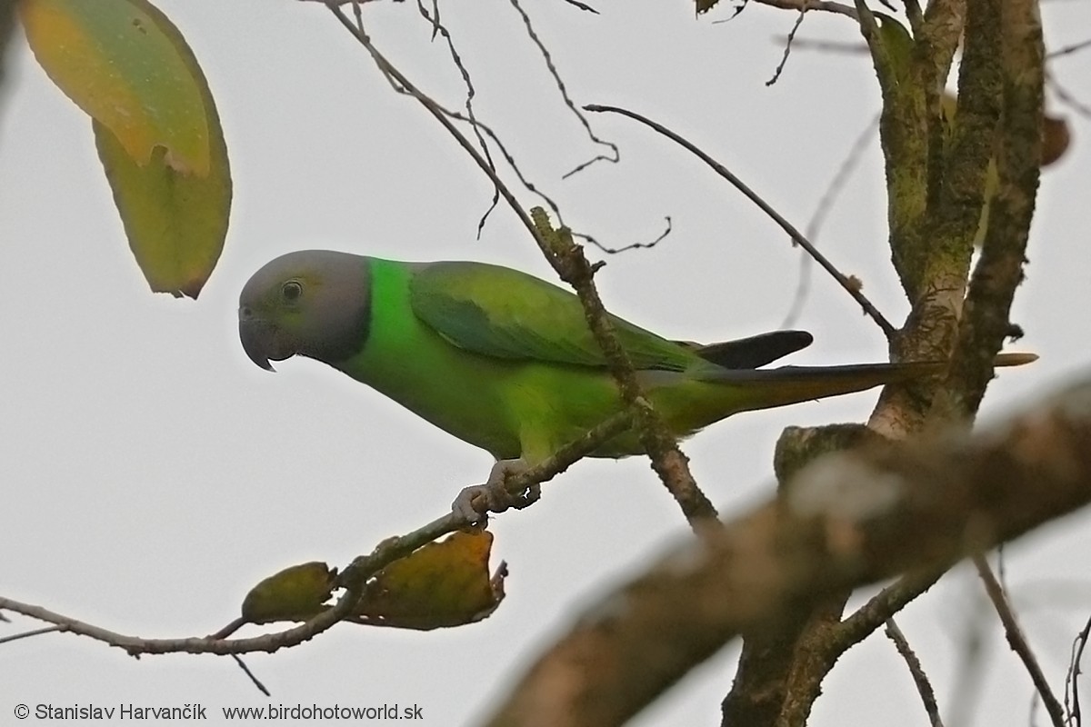 Layard's Parakeet - Stanislav Harvančík