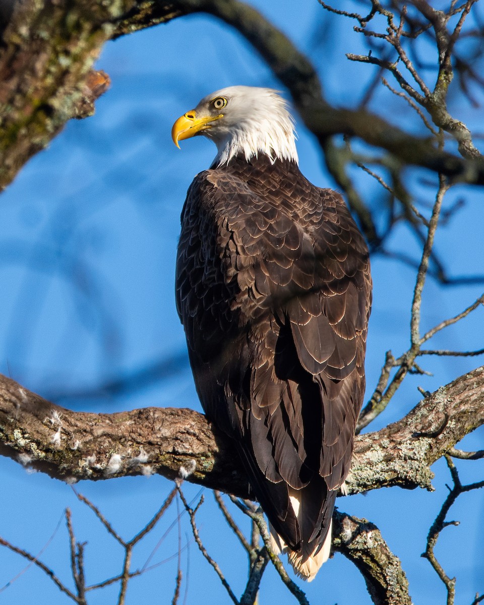 Bald Eagle - ML616517215