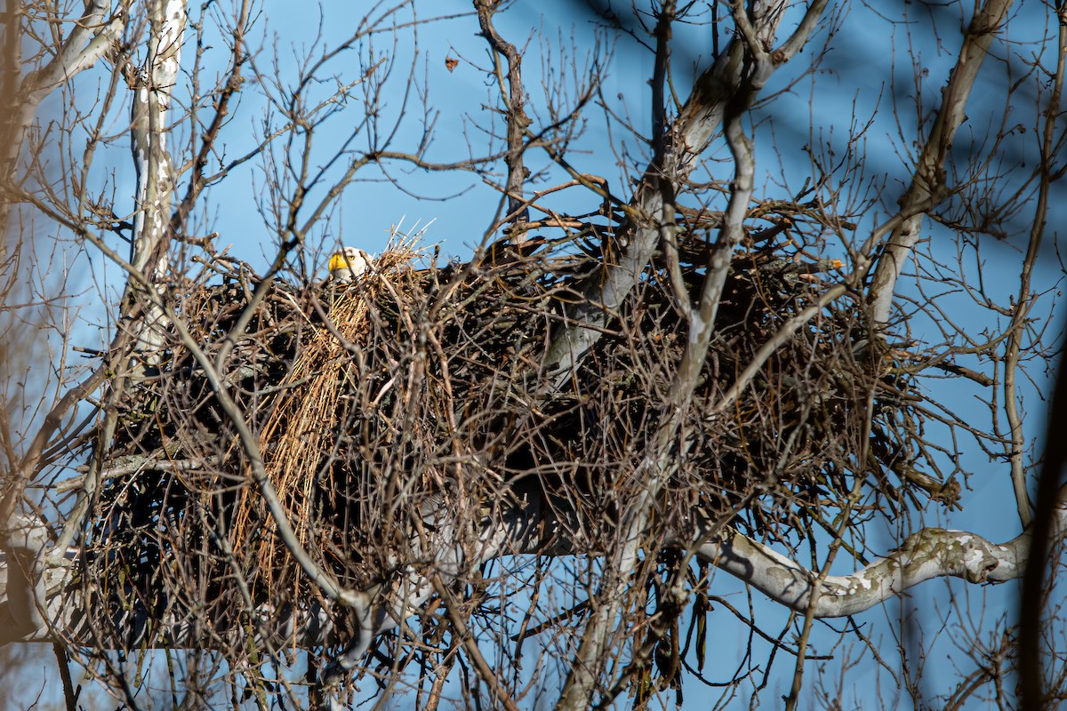 Bald Eagle - ML616517216